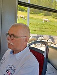 Har in de tram met op de achtergrond de koeien.