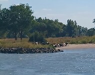 Strandkoeien 🐄🐄