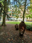 Parkje tegenover Tivoli