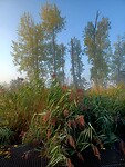 De natuur in de Biesbosch blijft mooi.