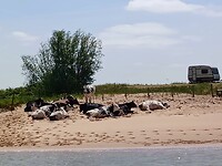 Camping voor strand koeien.