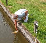 Snottie nr 4