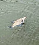 Het was geen kleintje 🐟🐟🐟🐟