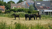 Friese paarden. Die zien we niet zo veel.