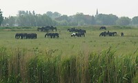 Friese paarden.