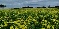 Overal gele bloemen