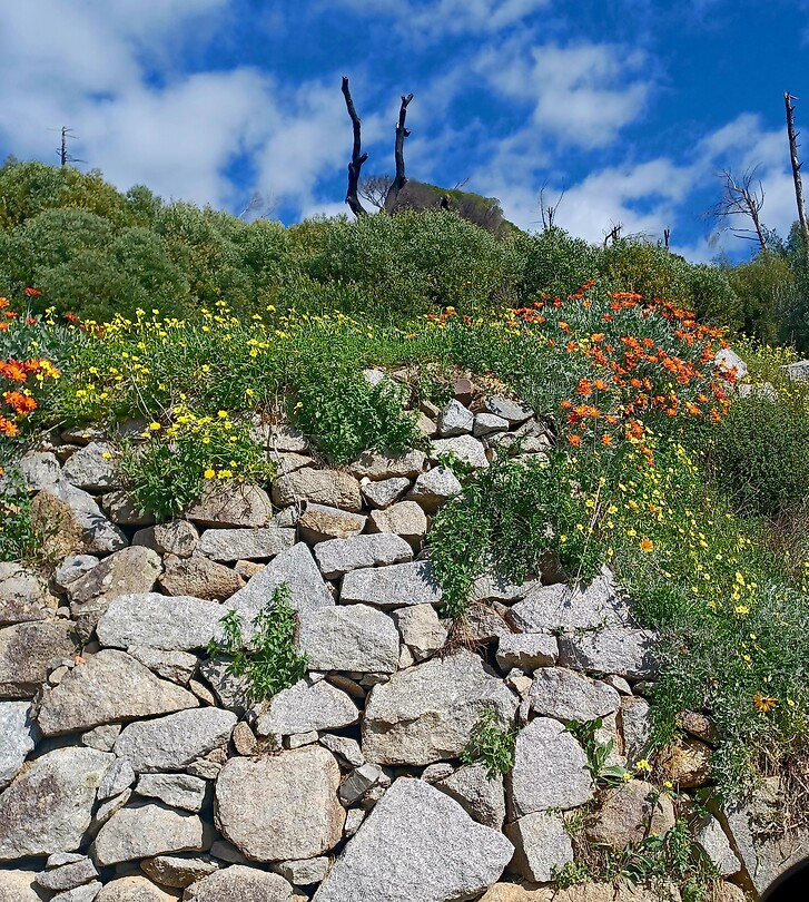 Overal bloemen
