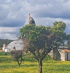 Deze ooievaars nestelden vlak naast de weg en op lage bomen.