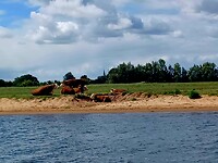 Strandkoeien