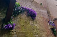 Bloemetjes groeien uit de muur