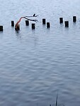 Har kwam dit vogeltje tegen.
