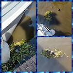 Ineens een meerkoetnest bij de boot.