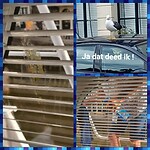 Dikke klodders op de boot van de meeuwen :-(