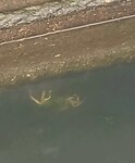 In de sluis een krab tussen het wier