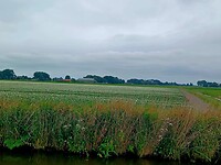 De aardappelplanten staan in bloei