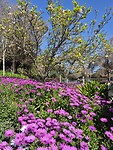 Hier in het park voor het eerst bloemen bij elkaar