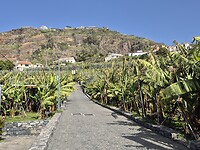 De plantage