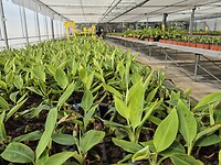 Het opkweken van de jonge planten
