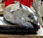 Tonijn op de vismarkt