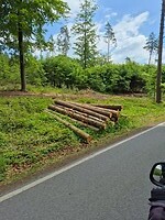 Dwars door het bos