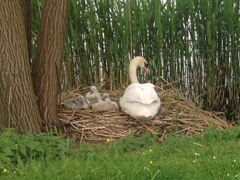 Zwaan met haar kroost
