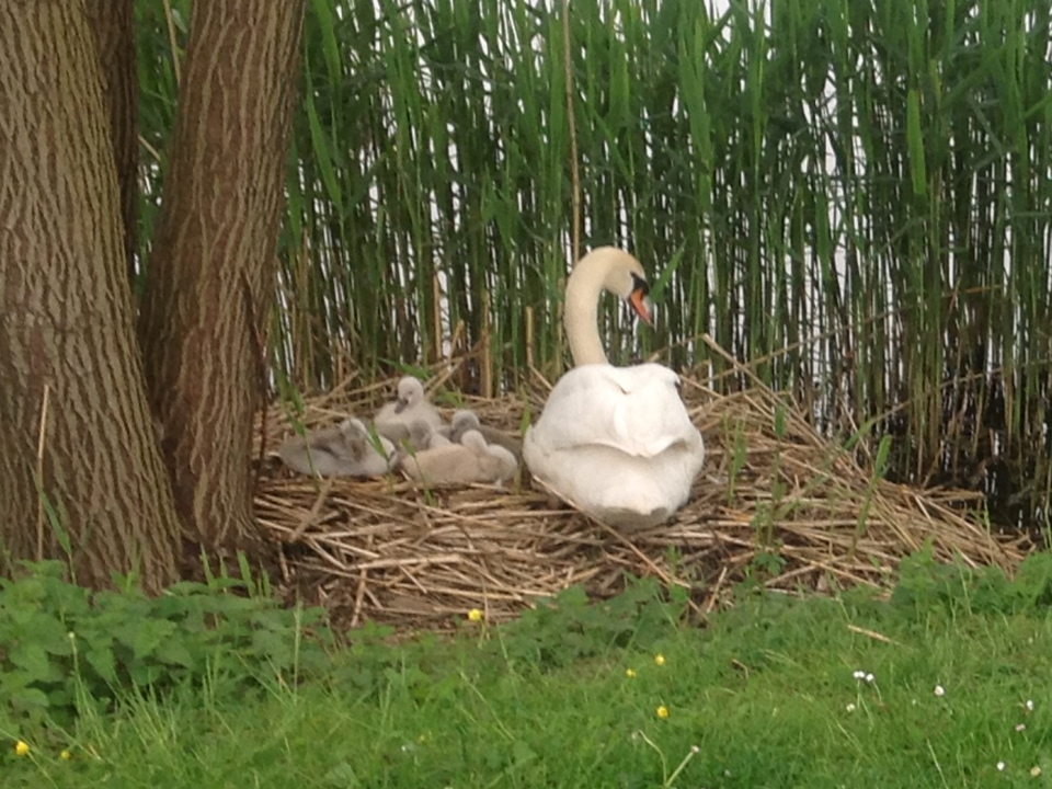 Zwaan met haar kroost