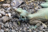 Bisotun_Agame_IMG_0673