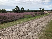 De bloeiende hei op de Drunense Duinen
