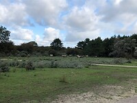 Wilde paarden in de duinen