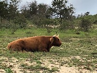 Wisents in het veld (en elders ook op het pad)