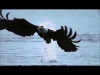 Fly Like An Eagle ~ Steve Miller Band { Music Video &  Lyrics } HD