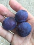 Blauwe pruimen....zomaar aan de boom