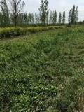 Velden vol Solidago