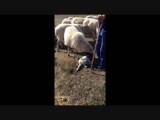 Het lammetje is geboren!