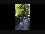 Koeien op de weg