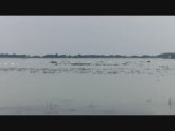 Een hele Donau vol met zwanen!!