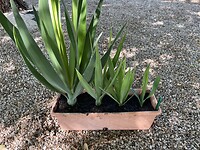 Gestekte yucca’s