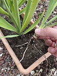 Yucca met wortels