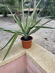 Yucca stek groot