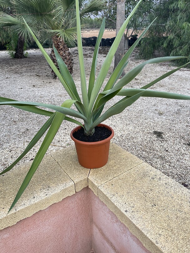 Yucca stek groot