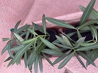 Oleander stekken