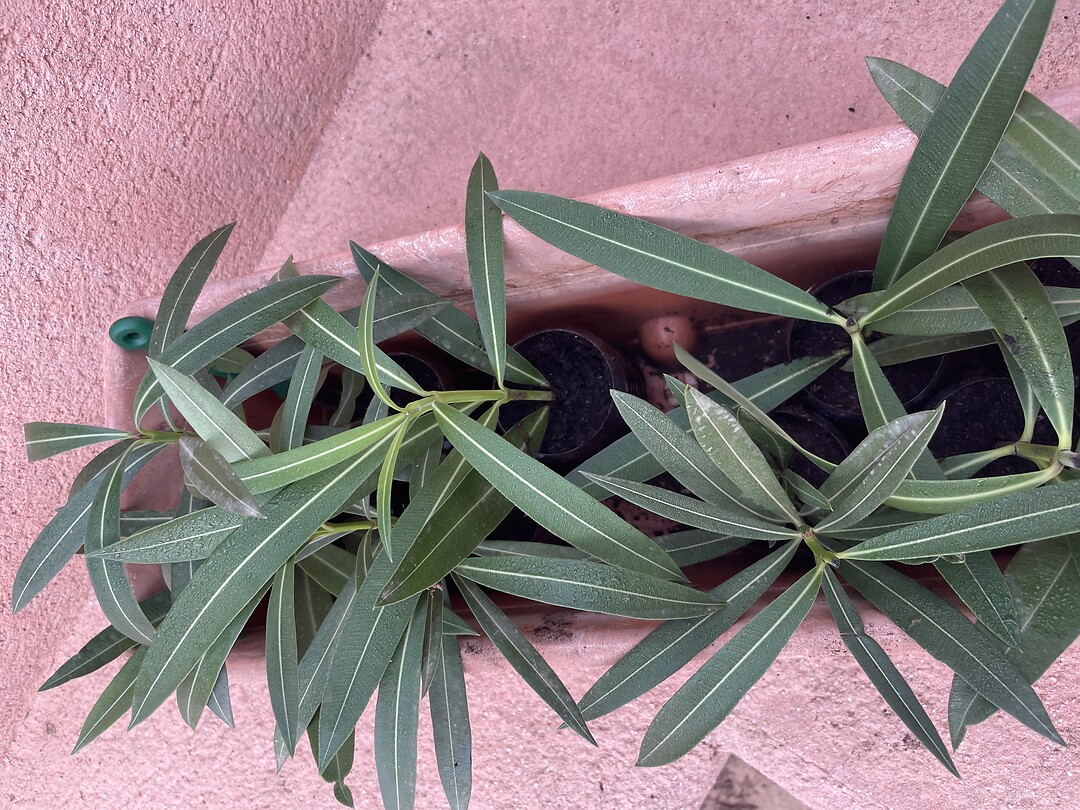 Oleander stekken