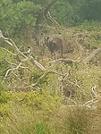 Kangaroo