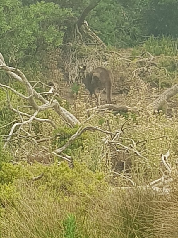 Kangaroo