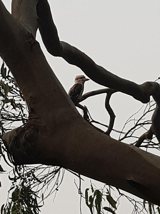 Kookaburra