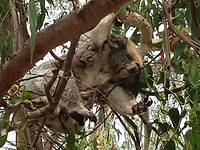 Koala van dichtbij