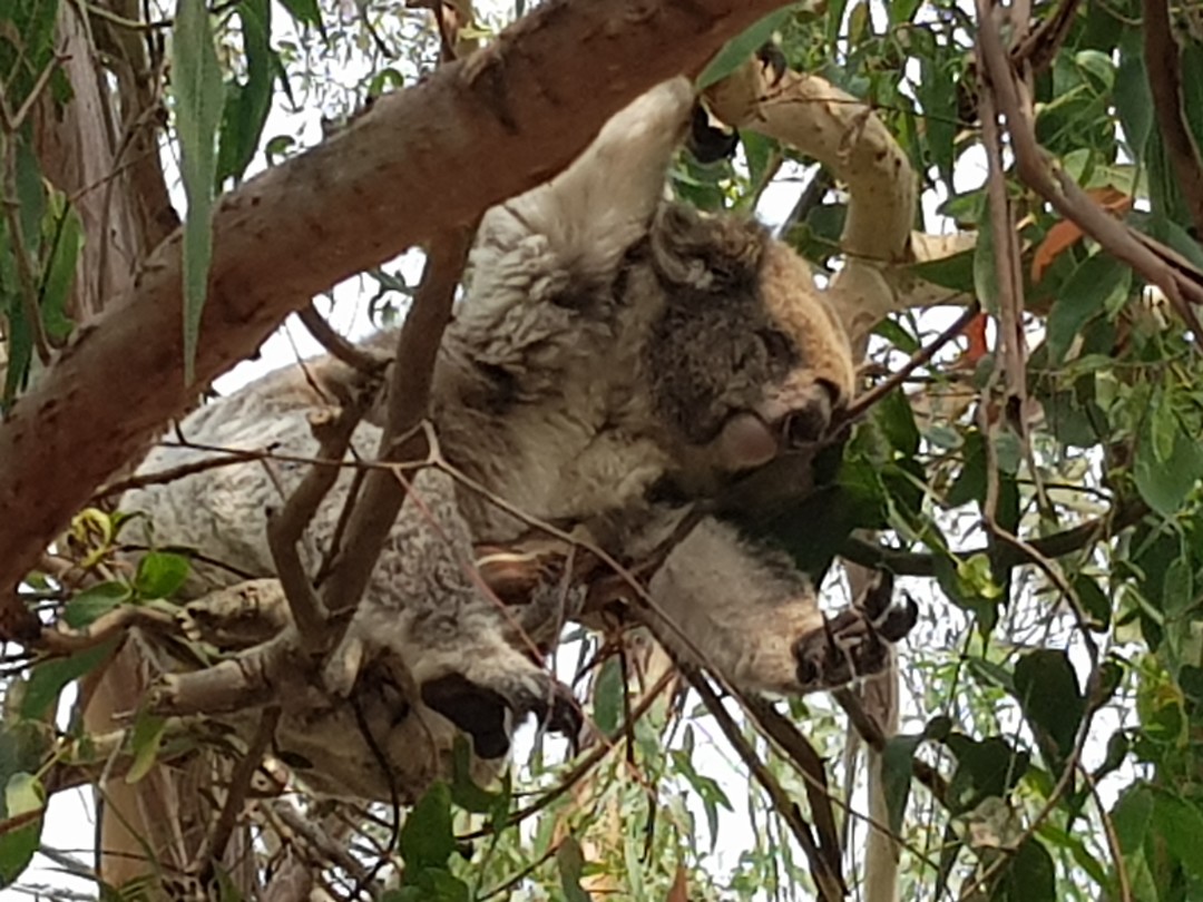 Koala van dichtbij