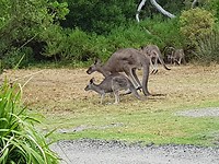 Anglesea golfe course