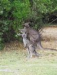 Anglesea golf course