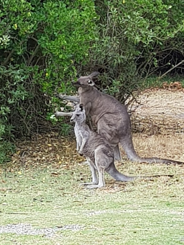 Anglesea golf course